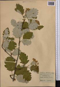 Hedlundia persica (Hedl.) Mezhenskyj, Middle Asia, Pamir & Pamiro-Alai (M2) (Tajikistan)