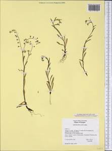 Myosotis laxa (Sam.) Hyl. ex Nordh., America (AMER) (United States)