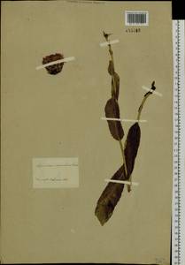 Trommsdorffia ciliata (Thunb.) Soják, Siberia, Baikal & Transbaikal region (S4) (Russia)