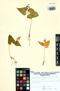 Maianthemum bifolium (L.) F.W.Schmidt, Siberia, Baikal & Transbaikal region (S4) (Russia)