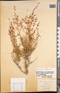 Spiraeanthus schrenckianus (C. A. Mey.) Maxim., Middle Asia, Western Tian Shan & Karatau (M3) (Kazakhstan)