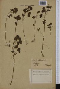 Oxalis corniculata L., Western Europe (EUR) (Germany)