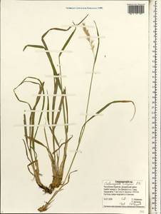 Calamagrostis andrejewii Litv., Siberia, Baikal & Transbaikal region (S4) (Russia)