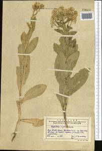 Lepidium chalepense L., Middle Asia, Western Tian Shan & Karatau (M3) (Kazakhstan)