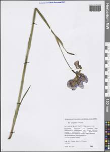 Iris sanguinea Hornem., Siberia, Baikal & Transbaikal region (S4) (Russia)