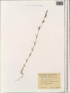 Crucianella angustifolia L., Caucasus, Black Sea Shore (from Novorossiysk to Adler) (K3) (Russia)