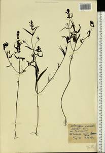 Melampyrum pratense L., Eastern Europe, Moscow region (E4a) (Russia)
