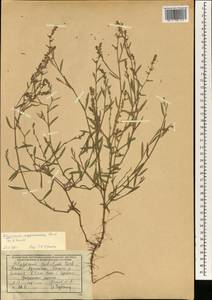 Polygonum argyrocoleum Steud. ex Kunze, South Asia, South Asia (Asia outside ex-Soviet states and Mongolia) (ASIA) (Afghanistan)