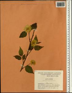 Kerria japonica (L.) DC., South Asia, South Asia (Asia outside ex-Soviet states and Mongolia) (ASIA) (North Korea)