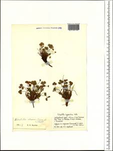 Potentilla elegans Cham. & Schltdl., Siberia, Russian Far East (S6) (Russia)