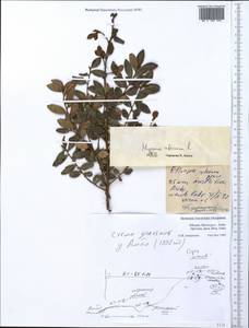 Myrsine africana L., Africa (AFR) (Ethiopia)