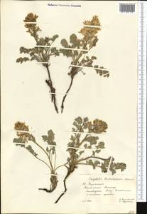 Corydalis gortschakovii Schrenk, Middle Asia, Western Tian Shan & Karatau (M3) (Kazakhstan)