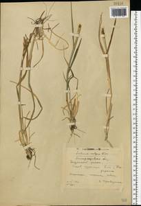 Triticum aestivum L., Eastern Europe, South Ukrainian region (E12) (Ukraine)