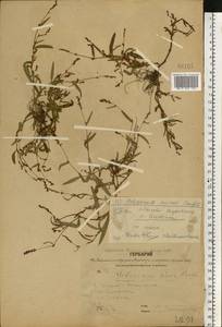 Persicaria minor (Huds.) Opiz, Eastern Europe, Central forest region (E5) (Russia)
