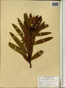 Protea gaguedi J. F. Gmel., Africa (AFR) (South Africa)