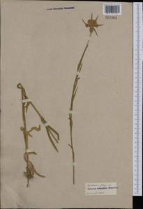 Agrostemma githago L., Western Europe (EUR) (France)
