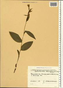 Cephalanthera damasonium (Mill.) Druce, Crimea (KRYM) (Russia)