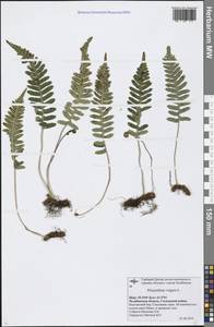 Polypodium vulgare L., Eastern Europe, Eastern region (E10) (Russia)