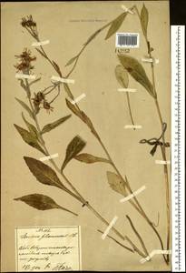 Tephroseris flammea (DC.) Holub, Siberia, Russian Far East (S6) (Russia)