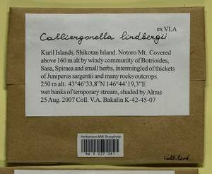 Calliergonella lindbergii (Mitt.) Hedenäs, Bryophytes, Bryophytes - Russian Far East (excl. Chukotka & Kamchatka) (B20) (Russia)