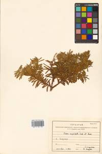 Taxus cuspidata Siebold & Zucc., Siberia, Russian Far East (S6) (Russia)