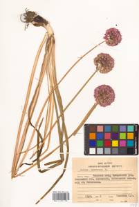 Allium senescens L., Siberia, Russian Far East (S6) (Russia)