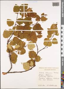 Betula pubescens var. litwinowii (Doluch.) Ashburner & McAll., Caucasus, Georgia (K4) (Georgia)