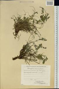 Astragalus marinus A. Boriss., Siberia, Chukotka & Kamchatka (S7) (Russia)