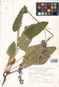 MHA 0 156 328, Salvia pratensis L., Eastern Europe, Moldova (E13a) (Moldova)