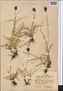 Carex melanantha C.A.Mey., Middle Asia, Western Tian Shan & Karatau (M3) (Uzbekistan)