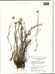 Leontopodium leontopodioides (Willd.) Beauverd, Siberia, Baikal & Transbaikal region (S4) (Russia)