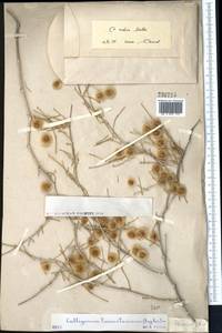 Calligonum rubescens Mattei, Middle Asia, Karakum (M6) (Turkmenistan)