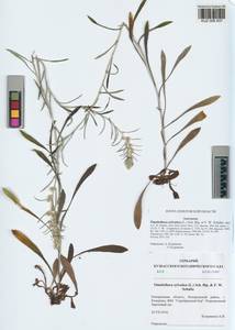 Omalotheca sylvatica (L.) Sch. Bip. & F. W. Schultz, Siberia, Altai & Sayany Mountains (S2) (Russia)