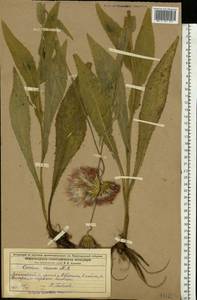 Cirsium canum (L.) All., Eastern Europe, Middle Volga region (E8) (Russia)