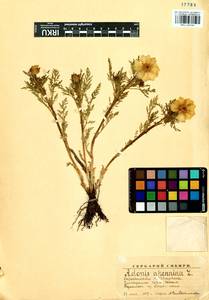 Adonis sibirica Patrin ex Ledeb., Siberia, Baikal & Transbaikal region (S4) (Russia)