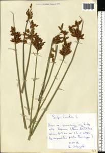 Schoenoplectus lacustris (L.) Palla, Eastern Europe, Lower Volga region (E9) (Russia)