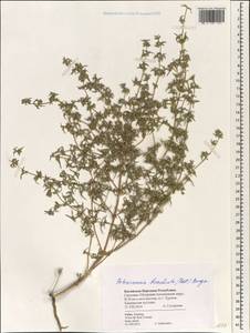 Petrosimonia brachiata (Pall.) Bunge, South Asia, South Asia (Asia outside ex-Soviet states and Mongolia) (ASIA) (China)