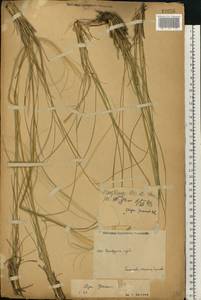 Stipa pennata L., Eastern Europe, Eastern region (E10) (Russia)