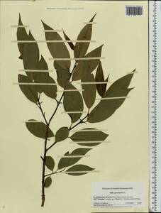 Salix pentandra L., Eastern Europe, Central region (E4) (Russia)