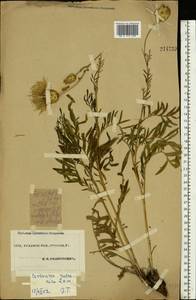 Rhaponticoides ruthenica (Lam.) M. V. Agab. & Greuter, Eastern Europe, Eastern region (E10) (Russia)