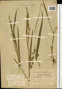 Bromus secalinus L., Eastern Europe, North-Western region (E2) (Russia)