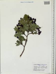 Crataegus ambigua subsp. ambigua, Eastern Europe, Lower Volga region (E9) (Russia)