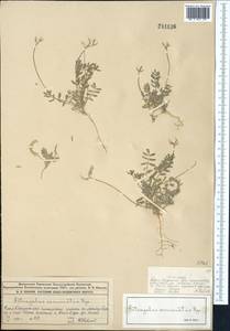 Astragalus commixtus Bunge, Middle Asia, Syr-Darian deserts & Kyzylkum (M7) (Kazakhstan)