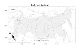 Lathyrus digitatus (M.Bieb.) Fiori, Atlas of the Russian Flora (FLORUS) (Russia)