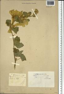Althaea, Siberia, Western (Kazakhstan) Altai Mountains (S2a) (Kazakhstan)