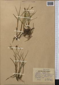 Blysmus compressus (L.) Panz. ex Link, Middle Asia, Pamir & Pamiro-Alai (M2) (Tajikistan)