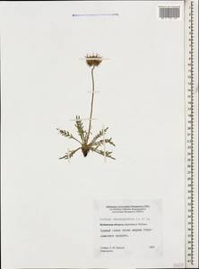 Jurinea coronopifolia Sommier & Levier, Caucasus, Stavropol Krai, Karachay-Cherkessia & Kabardino-Balkaria (K1b) (Russia)