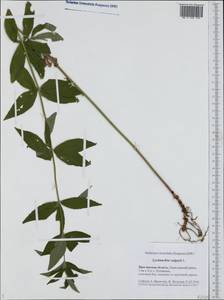 Lysimachia vulgaris L., Eastern Europe, Central forest region (E5) (Russia)