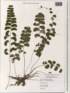 Adiantum philippense L., South Asia, South Asia (Asia outside ex-Soviet states and Mongolia) (ASIA) (Vietnam)
