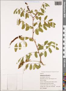 Indigofera hirsuta L., South Asia, South Asia (Asia outside ex-Soviet states and Mongolia) (ASIA) (Vietnam)